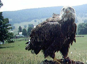 eagle year old bald valley molt skies